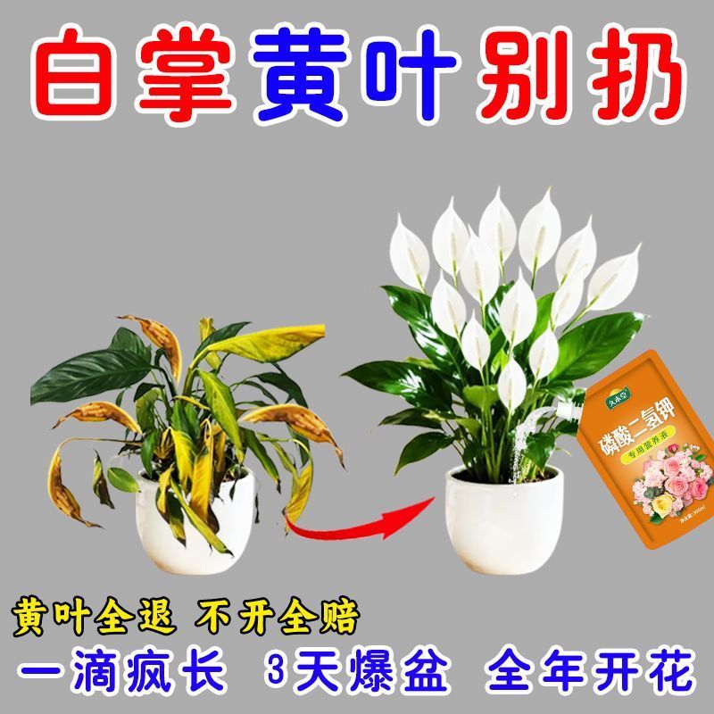 2026一帆风顺专用肥白掌红掌营养液治黄叶干枯不开花叶面肥通用型