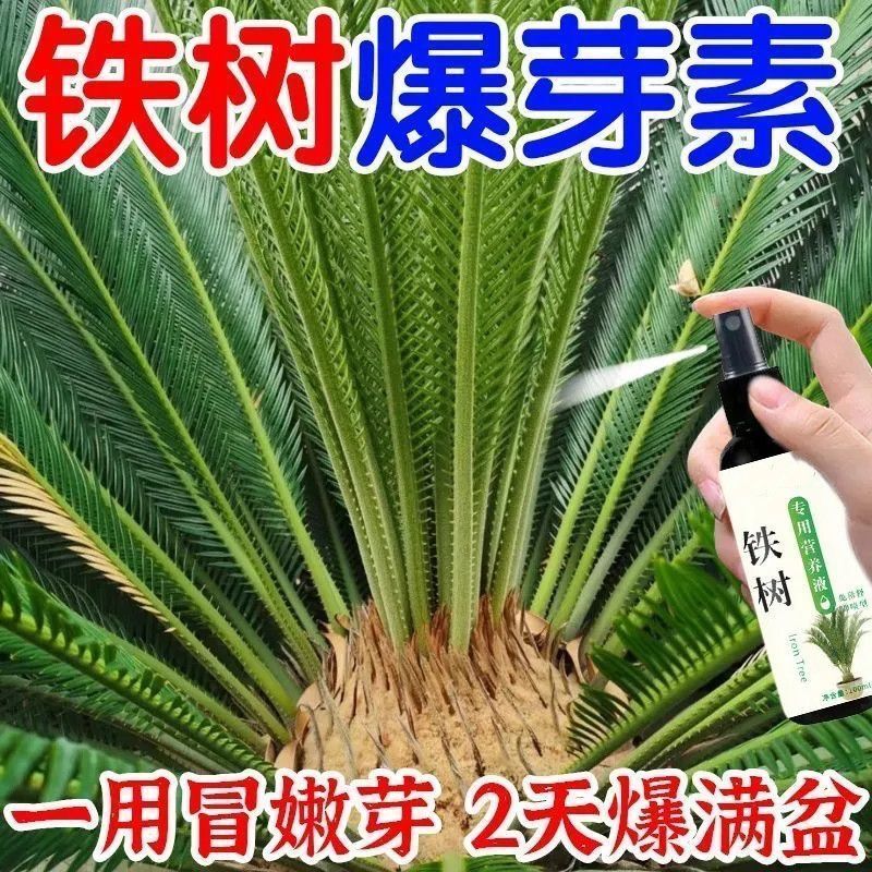 一喷疯长】铁树专用营养液叶子发黄干枯卷叶促生根发芽生长液体肥
