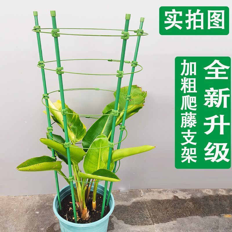 爬藤架子铁线莲花架月季花支架花盆栽植物攀爬架室内固定花支撑杆