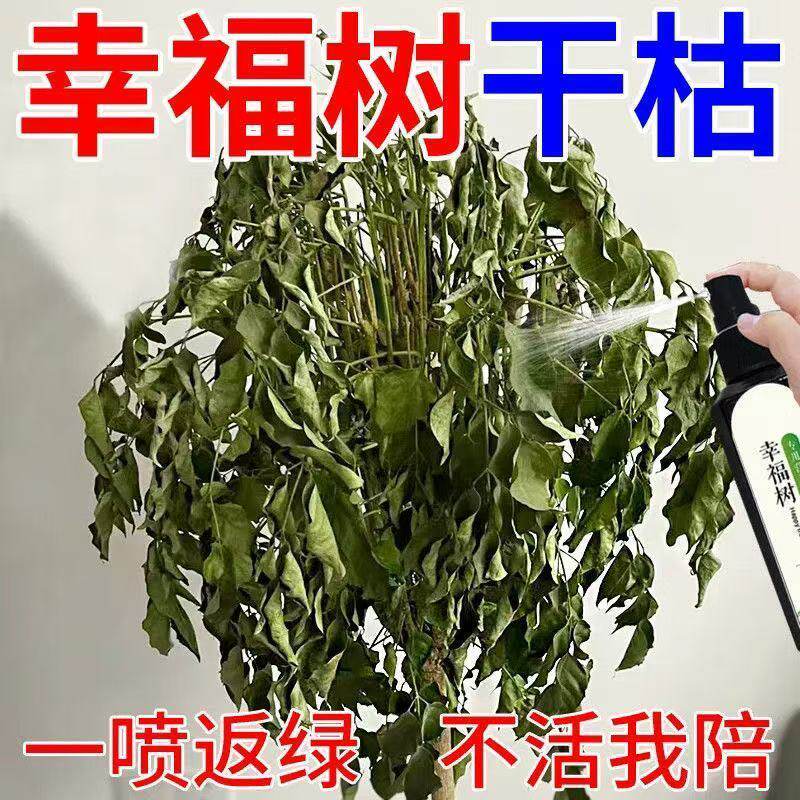 2026幸福树专用营养液室内盆栽发芽生根防黄叶落叶掉叶植物通用肥