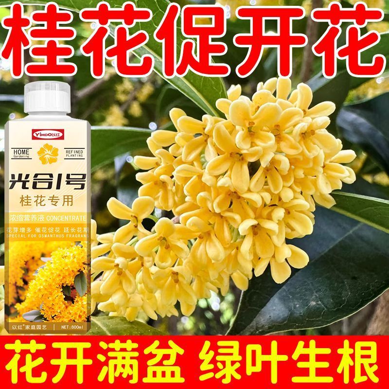 2026桂花树专用浓缩营养液促开花防黄叶家用金桂银桂通用开花满园