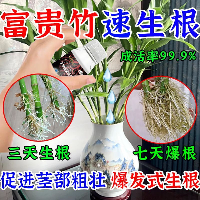2026款富贵竹生根液生根剂扦插枝条苗水培花卉快速生根液苗木植物