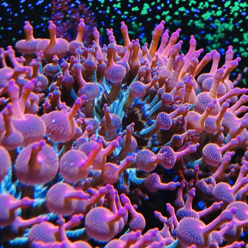 雪花红奶嘴海葵,珊瑚,红奶,奶嘴海葵，红奶嘴,红奶嘴海葵3-5cm