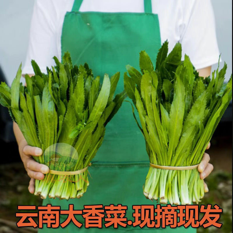 云南野生香菜新鲜缅甸芫荽老缅芫荽傣族特产香料大香菜新鲜蔬菜