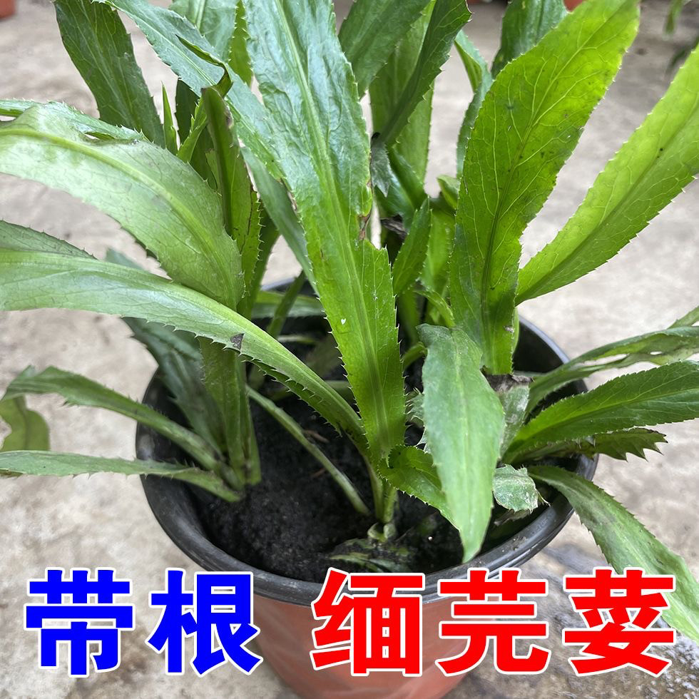 刺芫荽苗 假芫茜苗野生香菜苗泰国大香菜苗益肝草鹅芥菜香草种苗