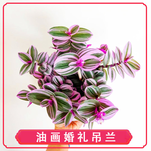绿植进口紫色超好养油画婚礼吊兰
