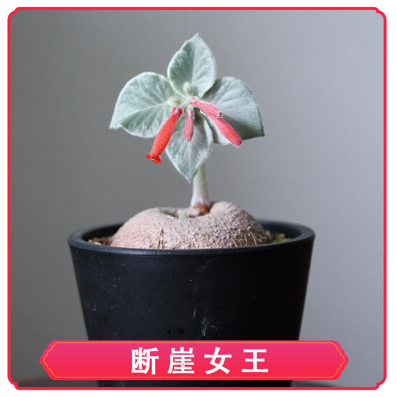 断崖女王花卉绿植盆栽多肉块根桌面室内阳台潮流观叶红花迷你小众
