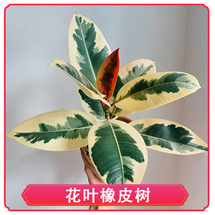 花叶金刚橡皮树盆栽大老桩室内外观叶常绿净化空气阳台客厅