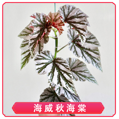 海威秋海棠室内阳台花园净化空气