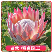 南非进口稀有帝王公主针垫木百合花海神山龙眼科粉色木本阳台庭院