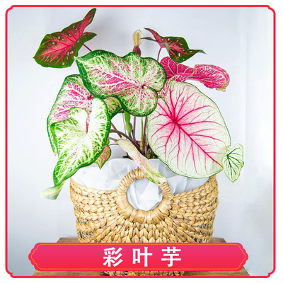 彩叶芋阳台花园美观净化空气大棵