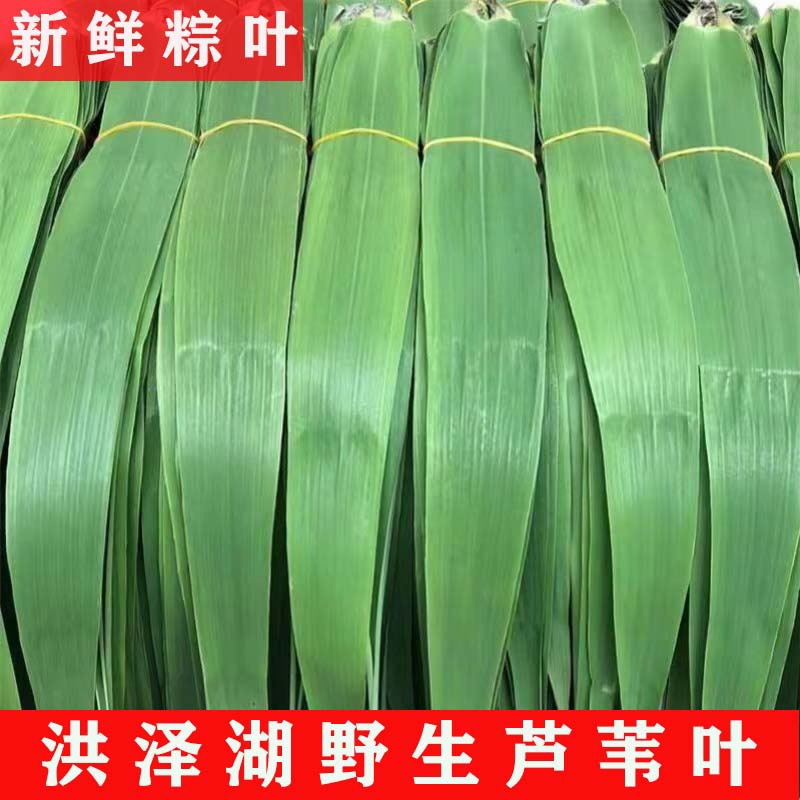 【现摘现发】新鲜芦苇叶天然粽叶非箬叶正宗野生粽子叶坏叶包赔