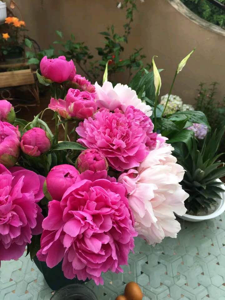 芍药花苗多年生盆栽庭院