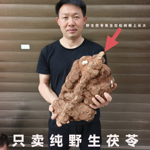 云南哀牢山新鲜茯苓无硫正宗野生整个白茯苓云苓深山采挖煮粥泡水