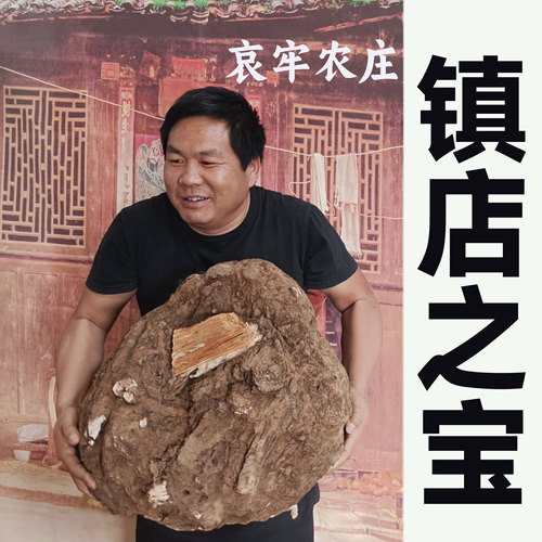 云南野生新鲜湿茯苓整个活茯苓