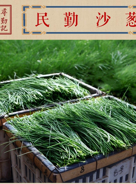 新鲜沙葱民勤特产野生蔬菜