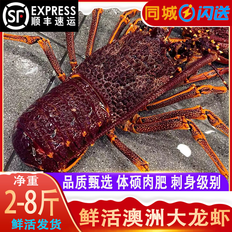 澳洲大龙虾鲜活海鲜水产超特大澳龙2-8斤/只花龙虾新鲜速冻红龙虾