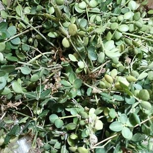 云南深山生态圆蔓草葫椒豆瓣草挖耳草石蝉草新鲜