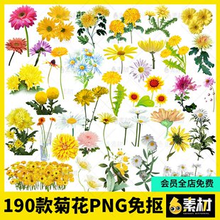 小菊花黄色花朵中国风水墨手绘菊花茶重阳节png免抠图片背景素