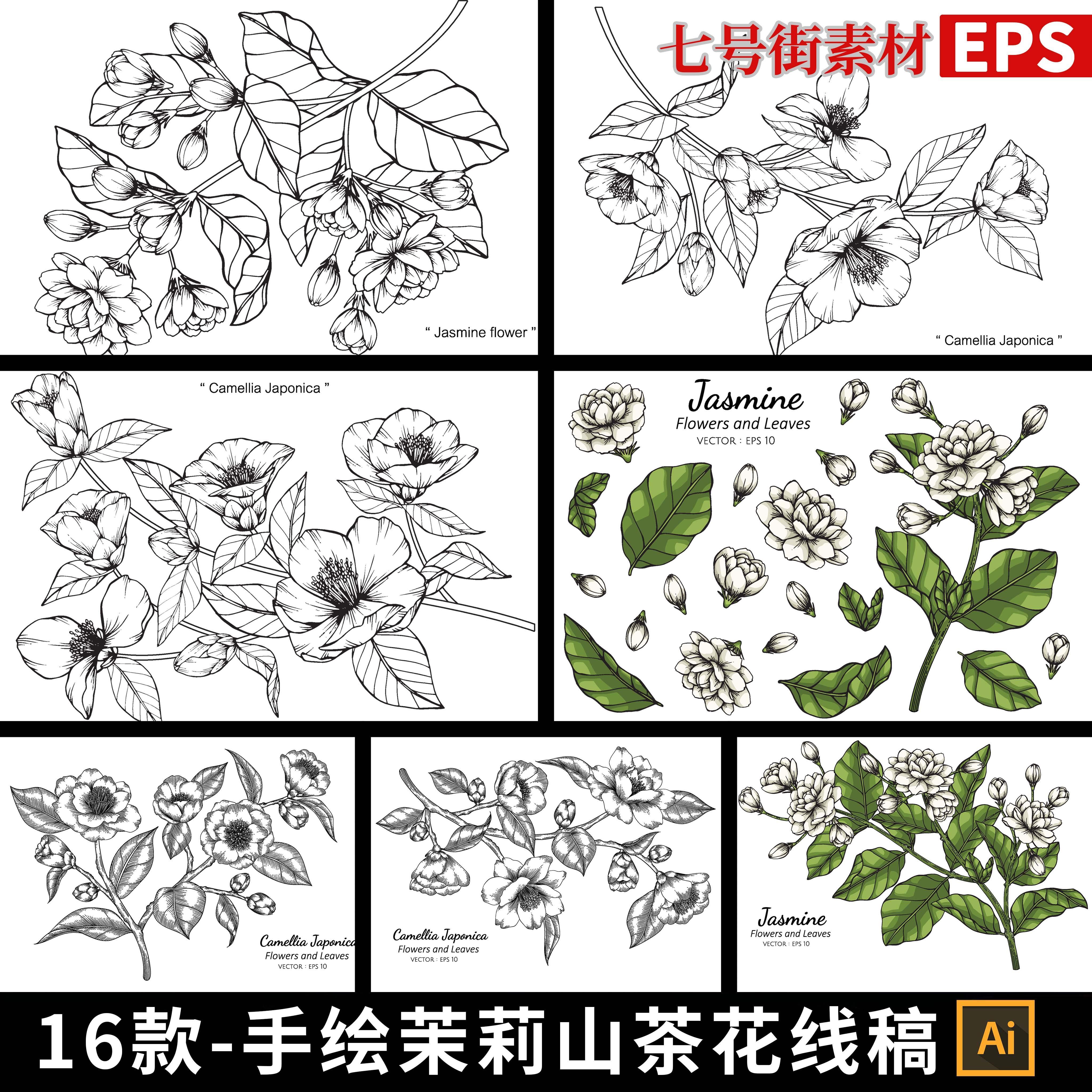 手绘茉莉花山茶花线稿线条素描轮廓插图草稿ai矢量EPS设计AI素材