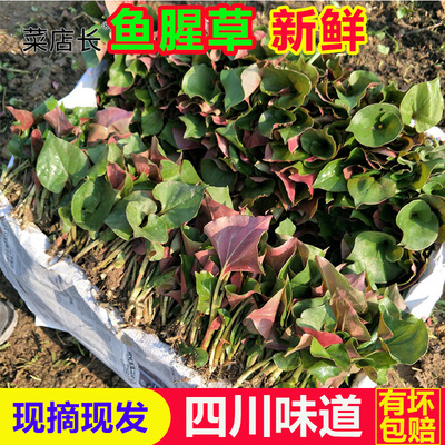四川农家鱼腥草新鲜嫩叶