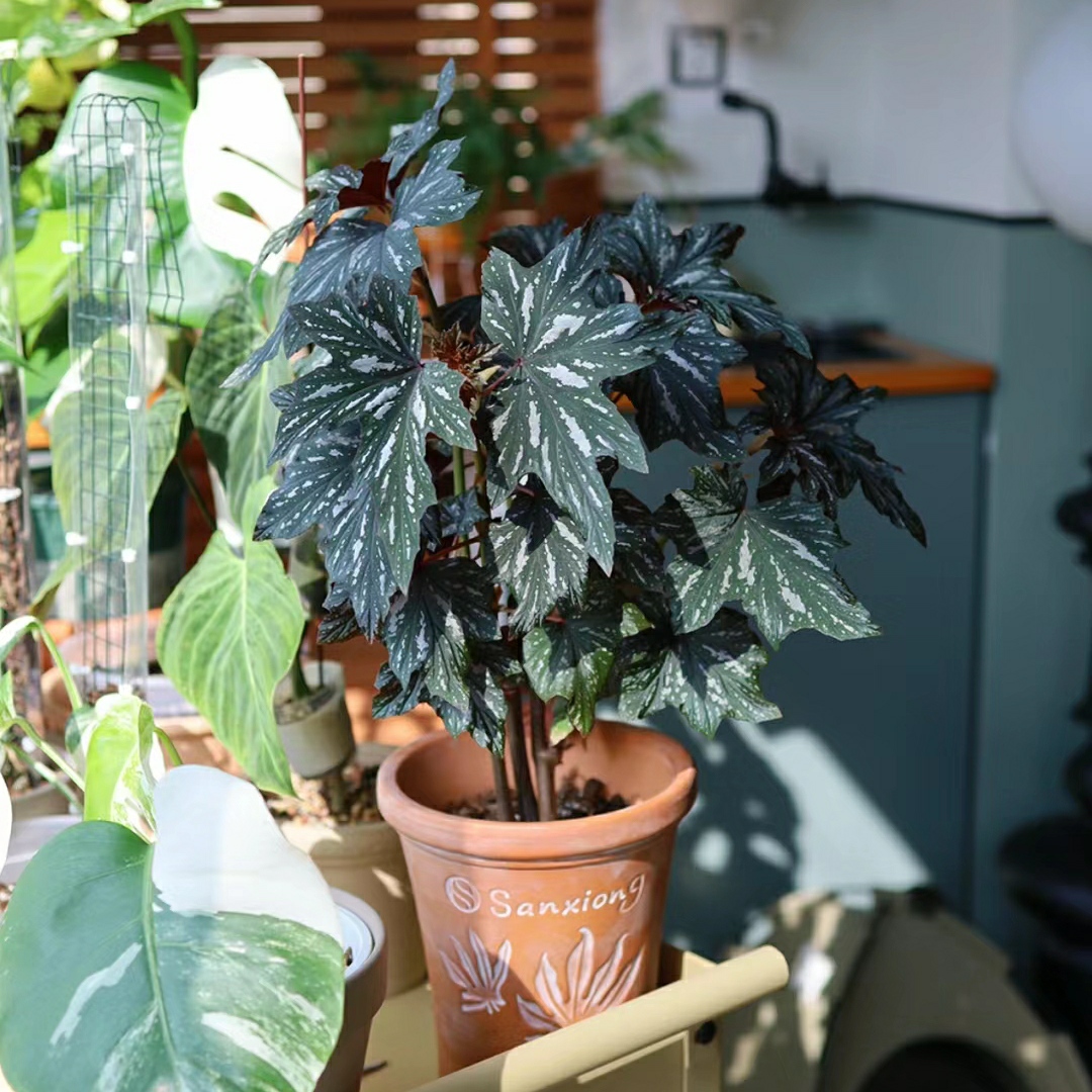 风铃乌头秋海棠  / 粉色喜悦 Begonia Diadema 'Pink Delight'