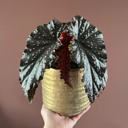 暗黑竹节 迷妹秋海棠Begonia fans 沙姆玫瑰室内高端观叶植物盆栽