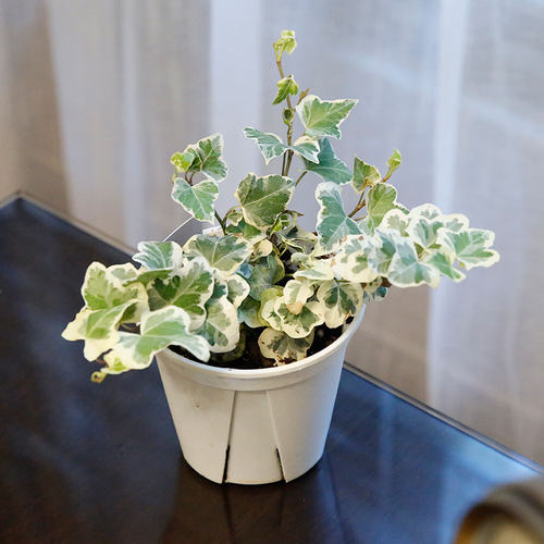 常春藤室内锦化雪莹锦化植物