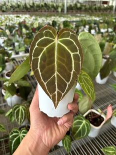 南美水晶花烛杂Anthurium Crystallinum粗脉小钻石花烛杂交籽播苗
