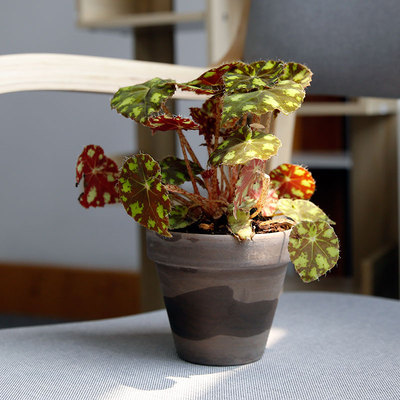 秋海棠室内美观雨林麻叶秋海棠