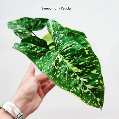 熊猫合果芋 Syngonium Panda 天南星科 进口热植盆栽