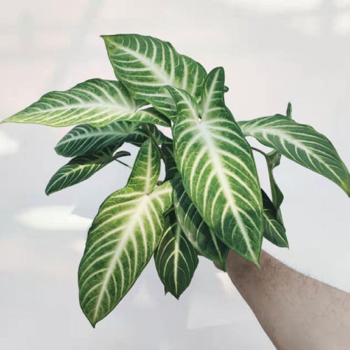 乳脉千年芋 Caladium (Xanthosoma) lindenii 网红室内绿植盆栽