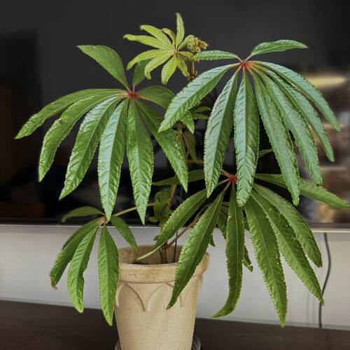 华丽秋海棠盆栽办公室内网红观叶绿植ins风装饰植物低维护