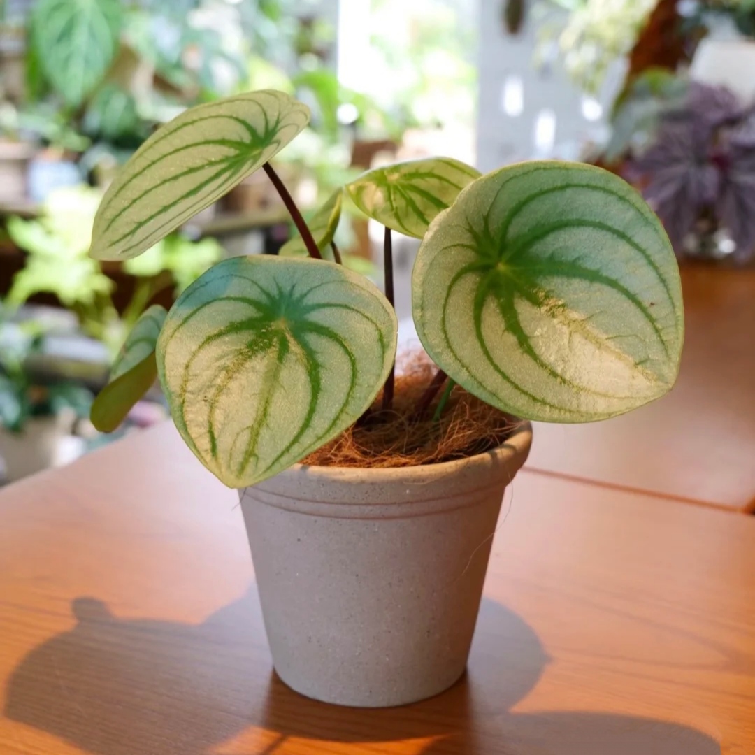 欧美网红植物麒麟瓜椒草盆栽室内阳台窗台庭院观叶绿植好养易活