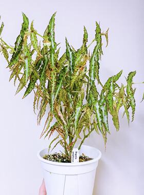 秋刀鱼秋海棠begonia amphioxus ins风网红绿植室内盆栽植物