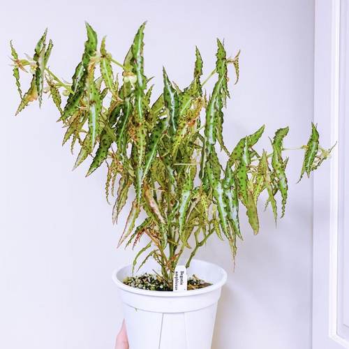 秋刀鱼秋海棠begonia amphioxus ins风网红绿植室内盆栽植物