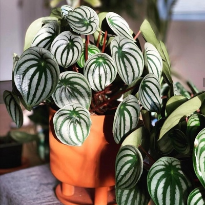 网红植物西瓜皮椒草盆栽 ins北欧绿植 桌面小植物 室内吸甲醛