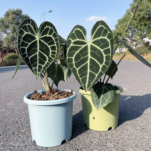 克莱恩花烛热植客厅观叶