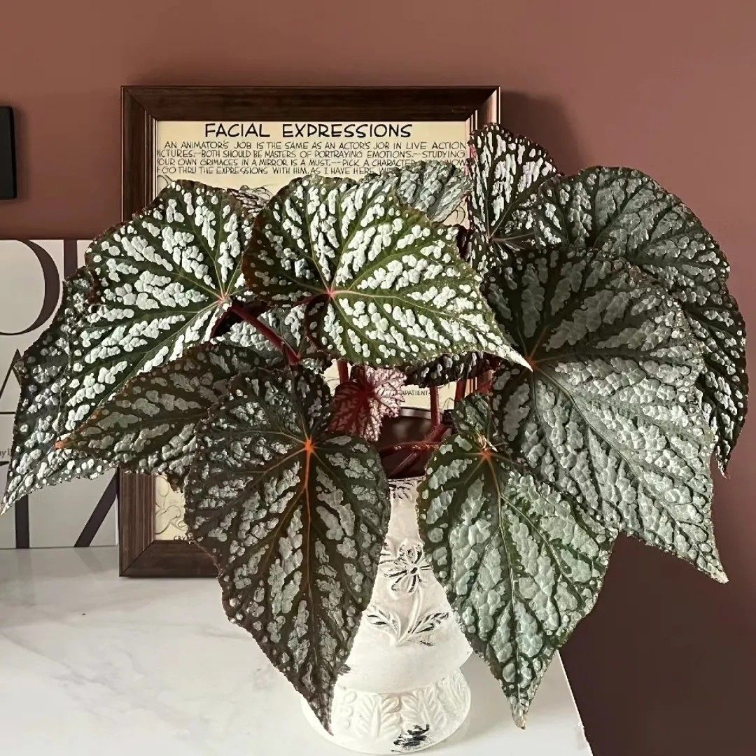 伊丽莎白女王反蓝光秋海棠网红室内观叶热带雨林植物ins风盆栽,鲜花速递/花卉仿真/绿植园艺,绿植,淘宝优惠券,粉丝福利购,淘宝优惠卷