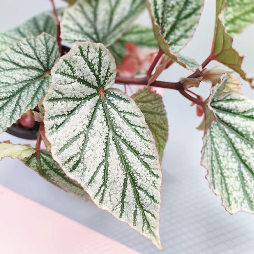 唐米勒飞雪竹节秋海棠  白雪 Begonia Don Miller 室内绿植盆栽