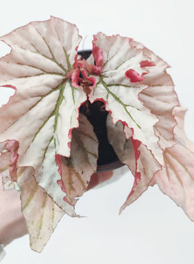 魔镜秋海棠 Looking giass 网红ins室内观叶热带雨林植物