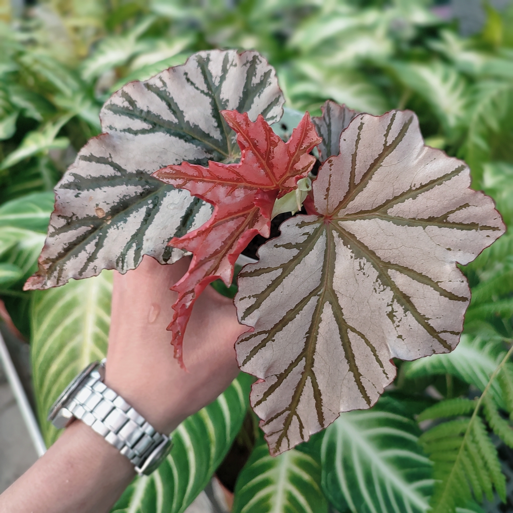 荷兰进口highway海威秋海棠INS北欧室内网红植物盆栽