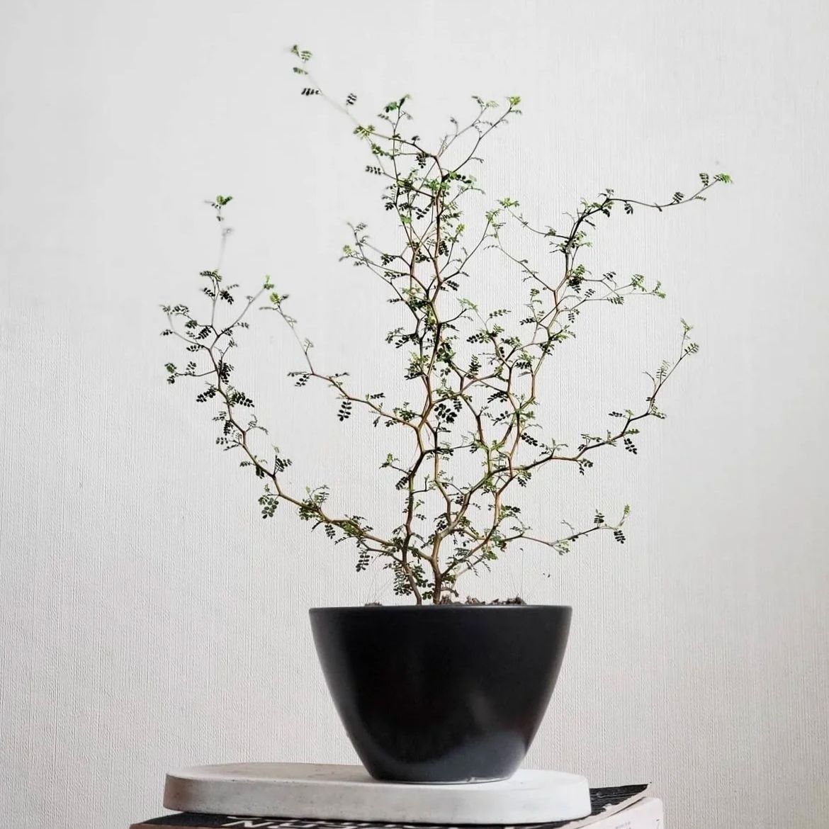 新西兰小男孩原种童话树原生sophora prostrata 苦参刺槐盆栽现货图片
