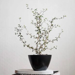新西兰小男孩原种童话树原生sophora prostrata 苦参刺槐盆栽现货