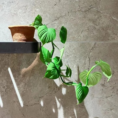 网红秘鲁蔓绿绒Philodendron Fibraecatafyllum 稀奇进口热植ins