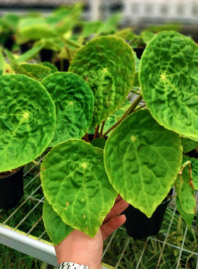 福寿秋海棠Begonia phuthoensis盾叶秋海棠越南原产绿植盆栽