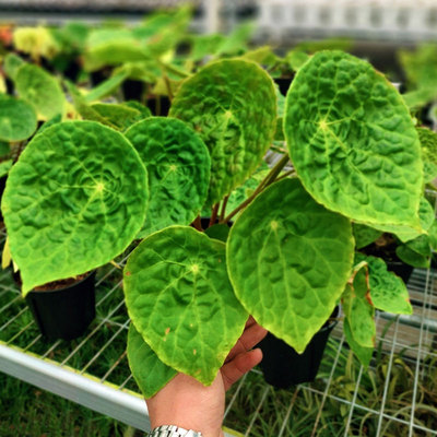 福寿秋海棠Begonia phuthoensis盾叶秋海棠越南原产绿植盆栽