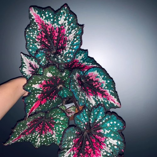 圣尼克蟆叶家居秋海棠 ins风网红进口绿植盆栽室内阳台观叶植物