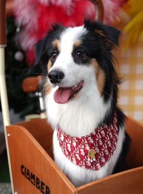 狗狗猫咪宠物围巾喜庆红色装饰新年春节口水巾大中小型犬通用吉祥