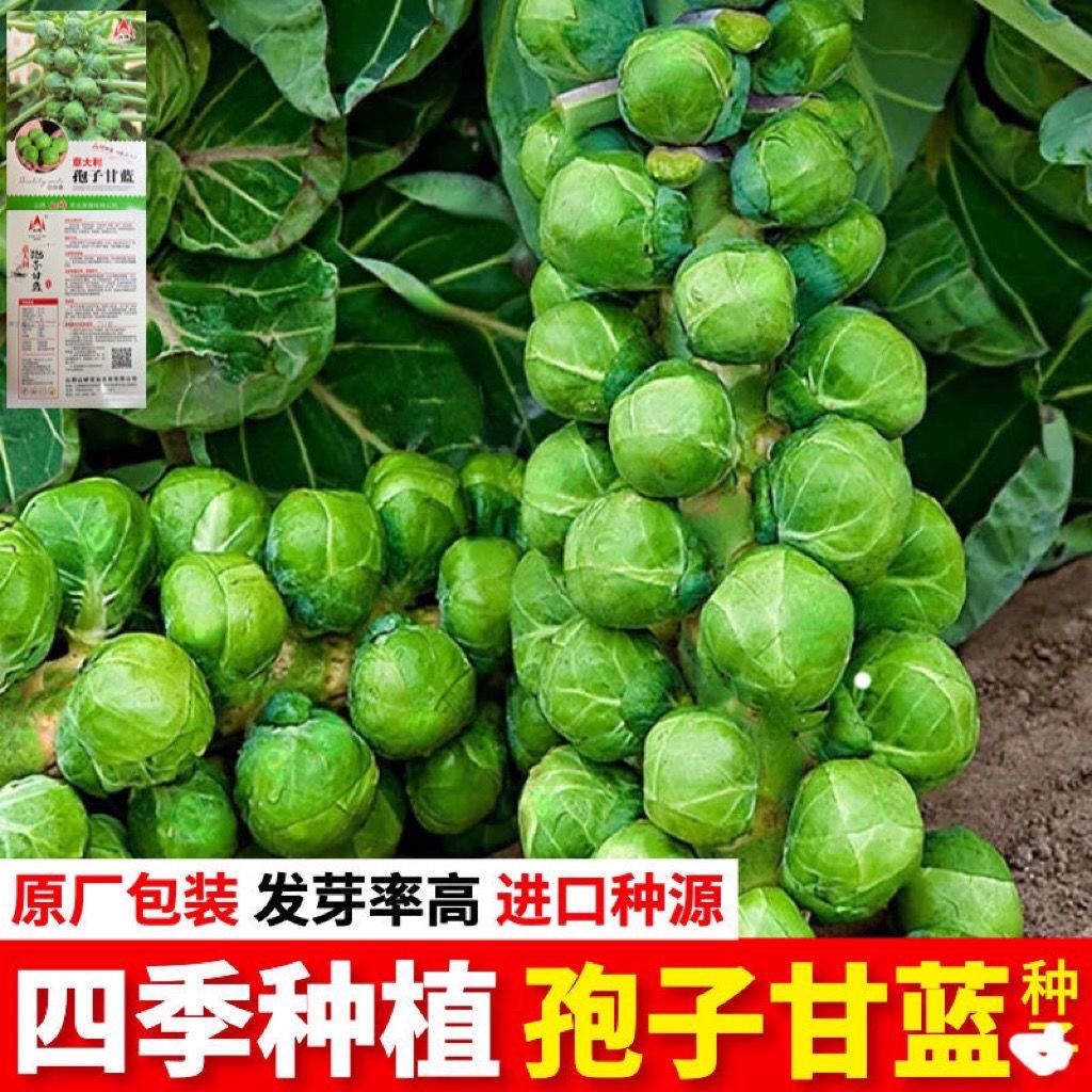 进口小包菜籽种特色抱子甘蓝包心菜种高产四季盆栽大田蔬菜籽种苗 鲜花速递/花卉仿真/绿植园艺 种苗/半成品盆栽 原图主图